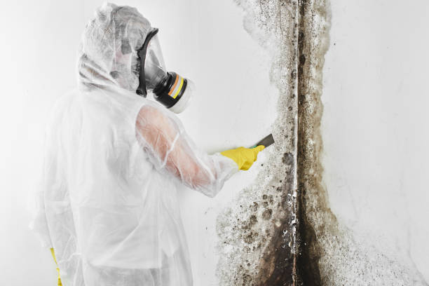 Best Professional Mold Removal  in Osceola Mills, PA