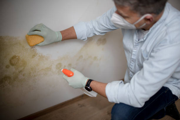 Best Commercial Mold Removal  in Osceola Mills, PA