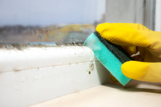 Best Fast Mold Removal  in Osceola Mills, PA