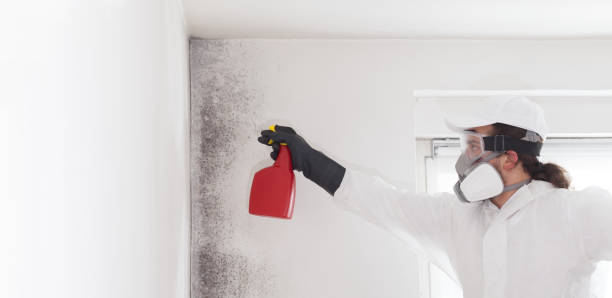 Best Black Mold Removal  in Osceola Mills, PA