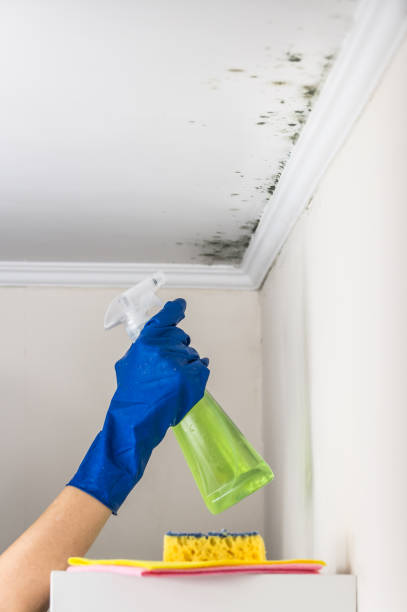 Best Mold Testing  in Osceola Mills, PA